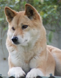 Dingo-Profilbild s.jpg