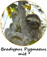 Bradypus Pygmaeus.jpg
